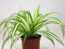 去除甲醛的绿植有哪些?你家里有吗？