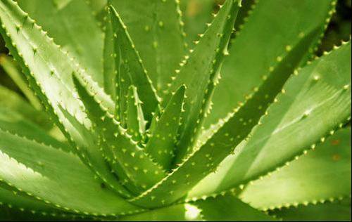 除甲醛植物排名