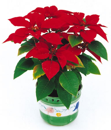 甲醛治理误区攻略